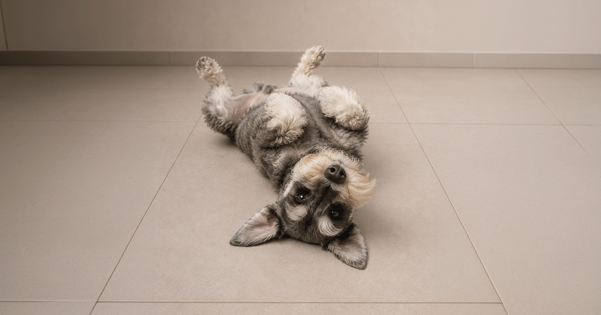 4-blog chc-pet-friendly-3
